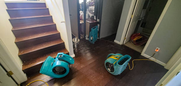 Best Mold removal after water damage  in Rigby, ID